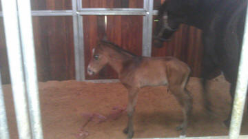 Mare & Foal stabled on Wood Pellet Bedding