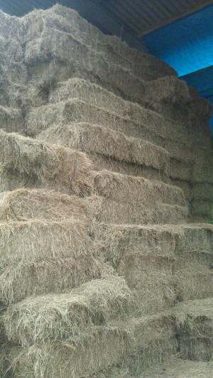 Quality Hay for sale